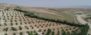 قیمت زمین در شهرک تماشا