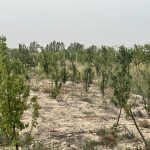 فروش زمین کشاورزی در پاکدشت با قابلیت ساخت ویلا و گلخانه