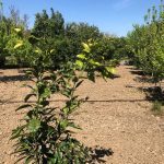 زمین و باغ میوه در قائمشهر با قیمت مناسب