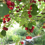 زمین و باغچه ۱۲۰۰ متری میوه در فشم