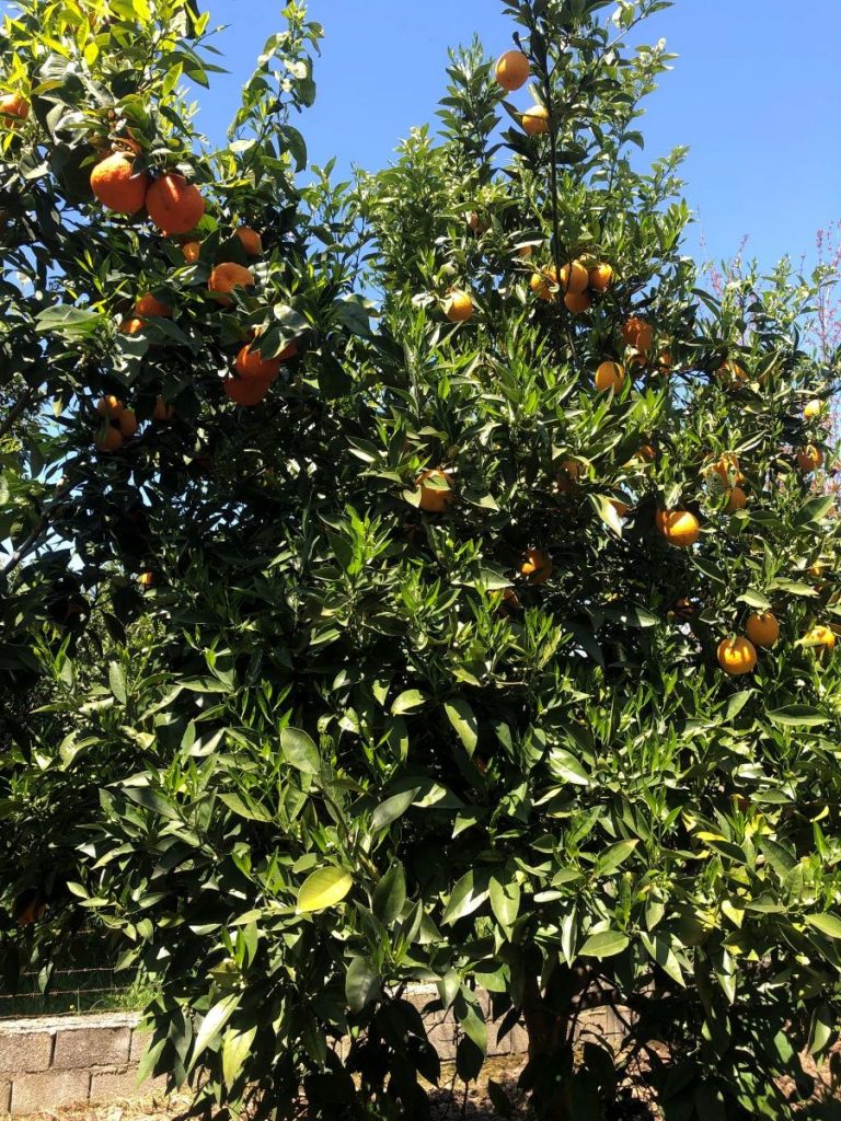 زمین و باغ میوه در قائمشهر با قیمت مناسب
