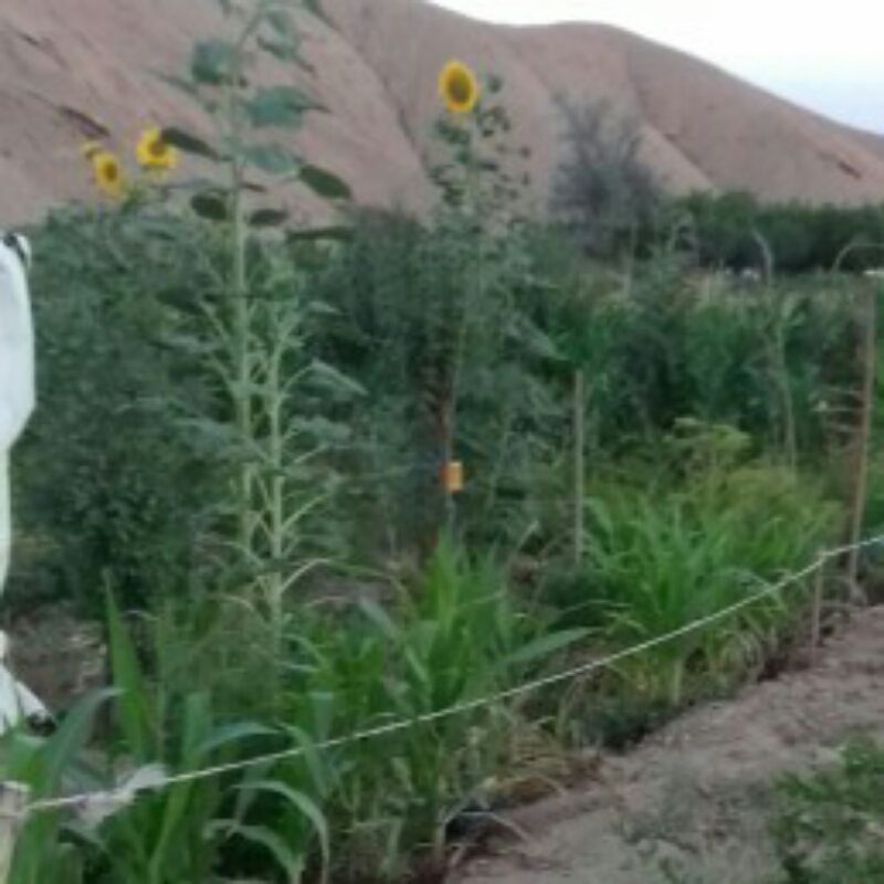 زمین و باغ میوه دور باغ گل محمدی در ایوانکی