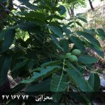 فروش زمین و باغ گردو در روستای ییلاقی گیلوان در خلخال