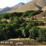 فروش زمین و باغ گردو در روستای ییلاقی گیلوان در خلخال