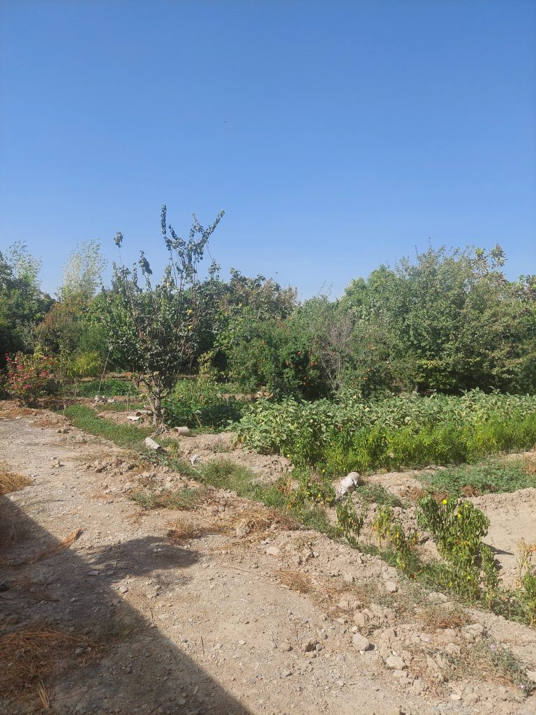 باغچه و زمین به قیمت در شهرری ، گلحصار