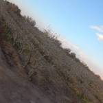 زمین کشاورزی با درختان پسته جاده جوپاری کرمان