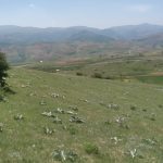 زمین کشاورزی دیلمان روستای عاشورآباد