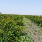 فروش زمین و استخر پرورش ماهی در جاده گرجی محله بهشهر