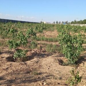 تصویر زمین فروشی در گرگاب اصفهان