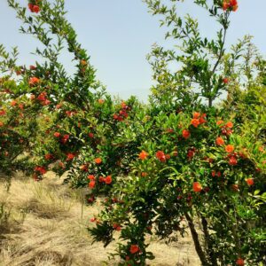 باغ در بنکلاته کردکوی