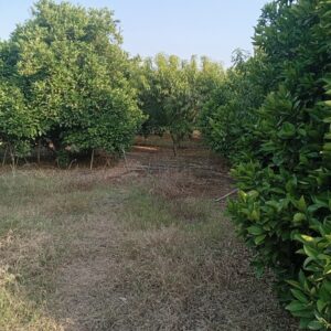 فروش باغ مرکبات در نکا، مازندران