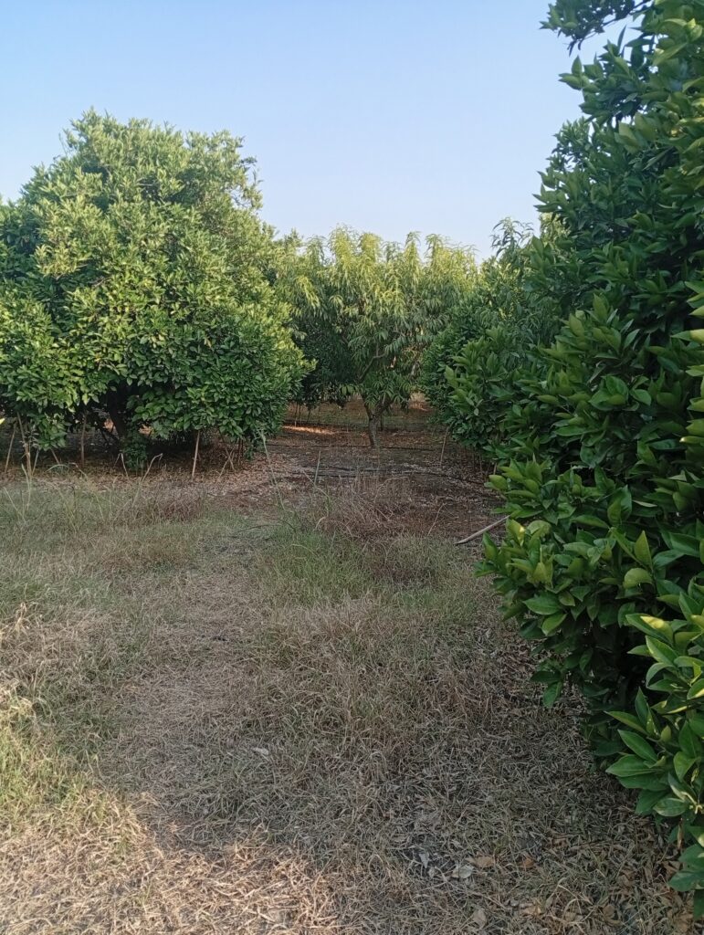 فروش باغ مرکبات در نکا، مازندران