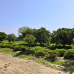 زمین مسکونی در شهر کومله از توابع استان گیلان