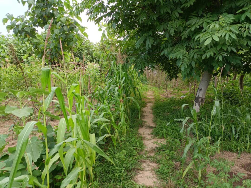 فروش زمین با ویلای ۲۰۰ متری در بلوار امام رضا صومعهسرا– فرصت ویژه سرمایهگذاری