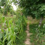 فروش زمین با ویلای ۲۰۰ متری در بلوار امام رضا صومعهسرا– فرصت ویژه سرمایهگذاری