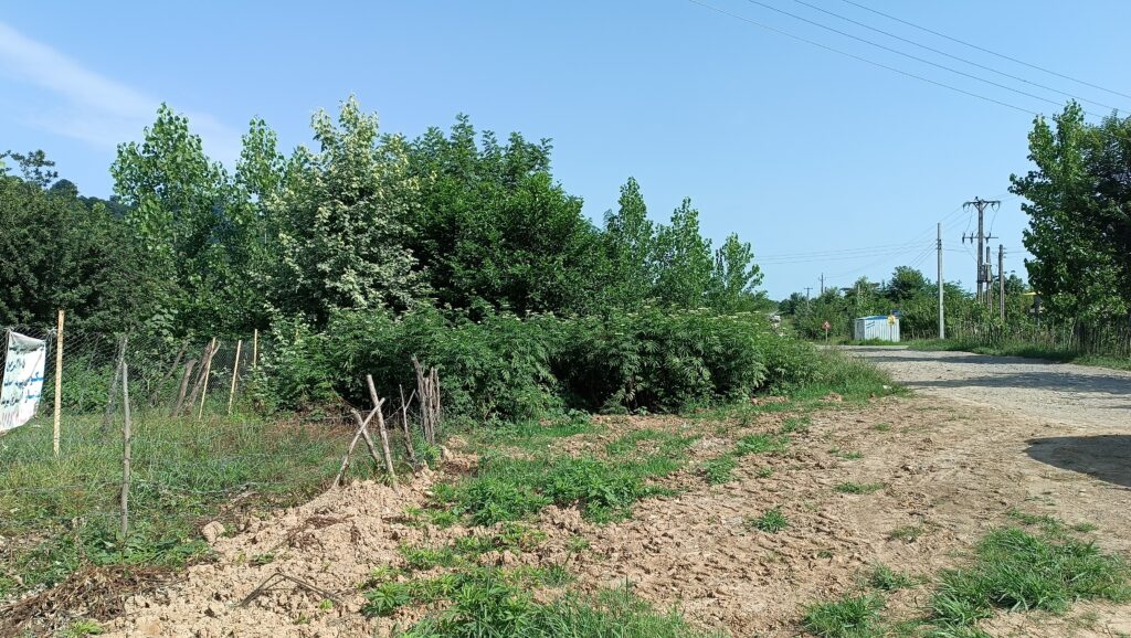 فروش زمین مسکونی در فومن گیلان