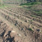 فروش زمین کشاورزی در سردشت آذربایجان غربی