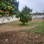 زمین مسکونی-تجاری قائمشهر کیاکلا 20 دقیقه تا دریا