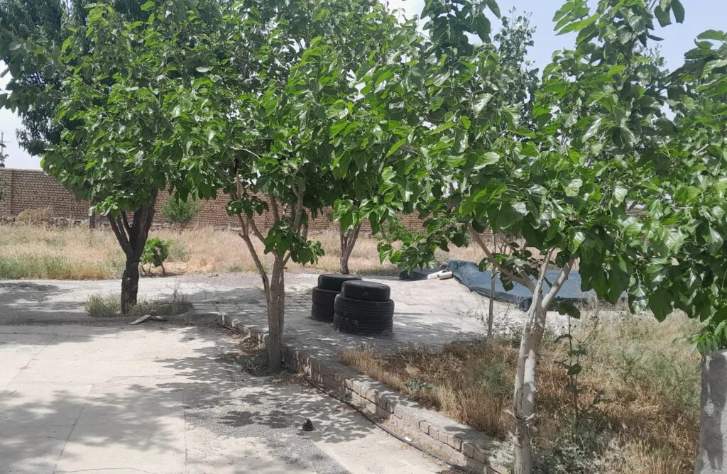 فروش زمین کشاورزی در جاده کاهو مشهد