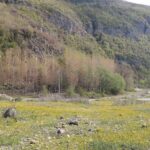 فروش زمین مسکونی در روستای حسین آباد نکا ،مازندران