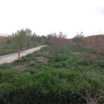 فروش زمین کشاورزی در جاده کاهو مشهد