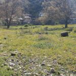 فروش زمین مسکونی در روستای حسین آباد نکا ،مازندران
