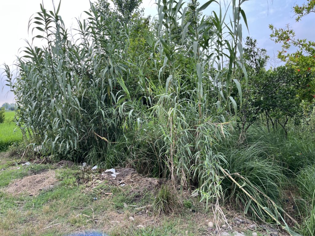 فروش زمین مسکونی در گزنک آمل
