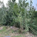 فروش زمین مسکونی در گزنک آمل